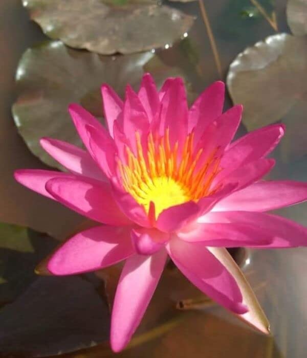 Lily Pond Store -Tropic Star Live ISG. Waterlily Plant