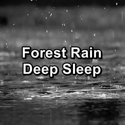 Play Forest Rain Deep Sleep by Lightning, Thunder and Rain Storm