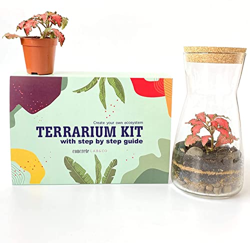 Kit Terrario Fai Da Te Con Vaso In Vetro 4L - Crea Il Tuo Ecosistema Autosufficiente - Foto 6