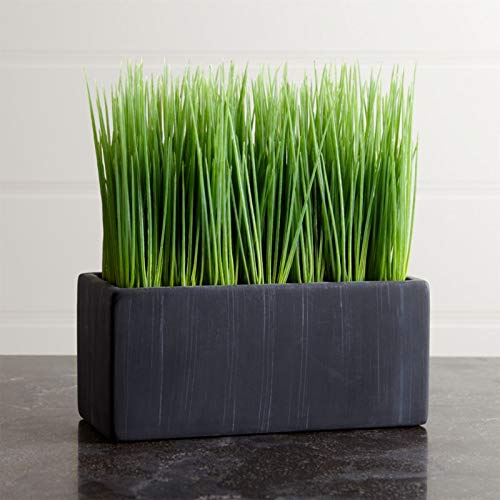 Creative Farmer Vegetable Seeds Pet Grass Seed Refill Pack (Barley, Oats, Wheat And Rye) Over 3 Oz. Seeds - Wheatgrass Microgreens Seeds Garden Seeds Home Garden Seeds (B07N48LH6M) Amazon Price History, Amazon Price Tracker