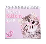 Grupo Erik Editores Studio Pets - Calendario de sobremesa 2019 con diseño gatos, 17 x 20 cm