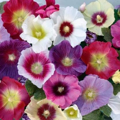 Green World HOLLYHOCKS SUMMER CARNIVAL MIX FLOWER SEEDS FOR KITCHEN GARDENING (200 seeds) (B09KQQWGSD) Amazon Price History, Amazon Price Tracker