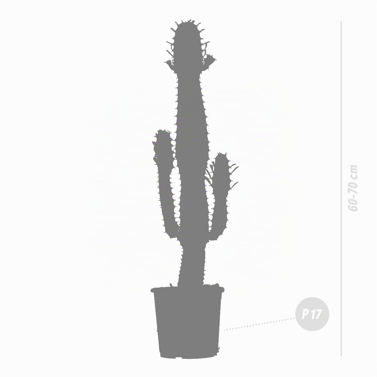 Bloomique - Euphorbia acrurensis - Lechetrezna / “Cowboy cactus” - Planta de cactus - Planta de interior - Altura 60-70 cm - Maceta 17 cm