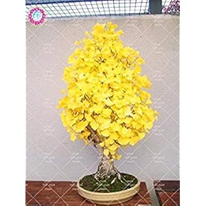 5 Stück Erbstück Bio Ginkgo Biloba Gingko Ginkgobaum Samen Nüsse Bonsai-Baum gewachsen Vom Samen Blumentopf für Garten