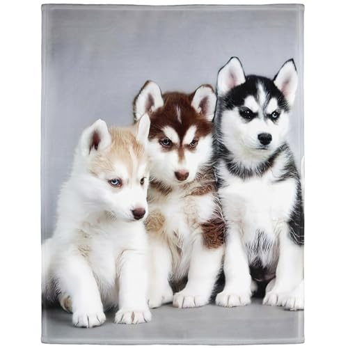 YISUMEI - 150 x 200 cm Decke - Siberian Husky Puppies Dogs Haustiere Fleecedecke,Kaschmir-Gefühl Kuscheldecke Geeignet für Bett oder Sofa