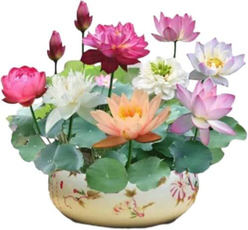 The Sacred Bonsai Bowl Lotus Flower 7 Days Germination, Mixed Colour Flower Seeds, Beginner-Friendly Water Lily Planting in Water Lotus Seeds for Kitchen Garden Pond (300pcs)