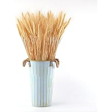 Dried Wheat Stalks, 100 Stems Wheat Sheaves Primary Color Natural Wheat for Decorating Wedding Table Home Kitchen 21.2 Inches
