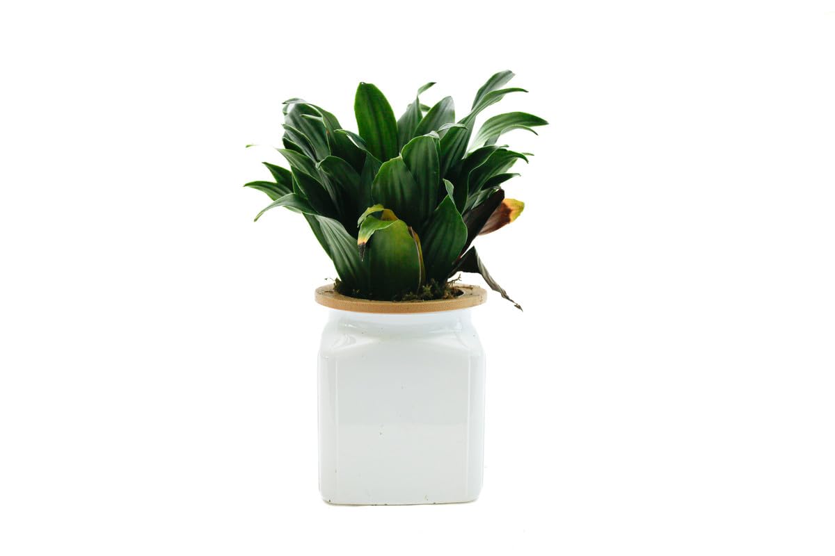 Spring Rose SouqFresh Live Plants With Water Container,Real Plants For Indoor Home Plants Dracaena Plant 20X18X12 Cm
