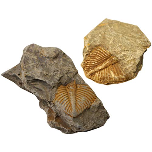 ULTECHNOVO 2Pcs Paleontologia Fósseis Trilobite Fossil Modelo Cauda Verme Enfeites para Escritório E