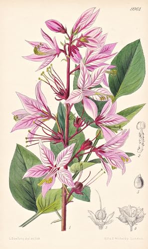Dictamnus Albus var. Caucasicus. Tab 8961 - Crimea Krim Caucasus Kaukasus / Pflanze Planzen plant plants / flower flowers Blume Blumen / botanical Botanik botany / aus 
