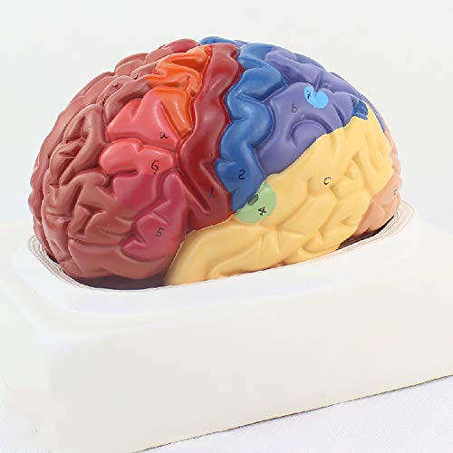 Modèle anatomique de cerveau humain régional avec cortex cérébral - 5