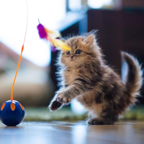 『Balles, plumes, lasers : quels jouets choisir pour stimuler son chat ?』のカバーアート