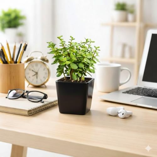 Image of Live Jade Plant with Pot | Good Luck Feng Shui Money Succulent Plant | Low Maintenance Indoor Outdoor Air Purifying Plant for Home Living Room Office Desk Decor | Pack of 1