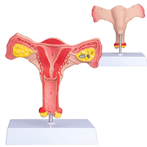 Image of ANNWAN Female Ovary Model - Life Size Human Uterus and Ovary Model Female Reproductive Organ Model for Studying and Communication