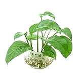 Pothos interno - semi - Serie Rara - resistenti per il giardino perenni resistenti decorazione edera sospesa interna balcone semi 30pcs