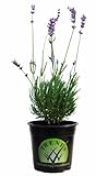 Planta aromátrica natural. Lavandula Flor Natural Planta con Propiedades Curativas y Usos Medicinales