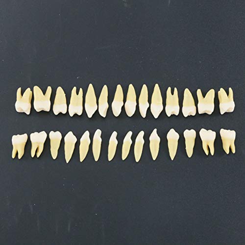Dentalmall 1 Box Dental Model Teeth Model 28 Pcs 1:1 Full Permanent Teeth M7021 #TOP1