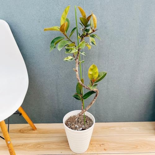 フィカスジン　らせん　極上　購入可 フィカス ジン」の人気商品一覧 | 安い商品を通販サイトから探す