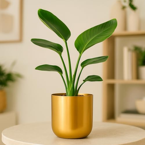 Urban Plant Gold Finish Planter for Living Room Table Decor | Dec...