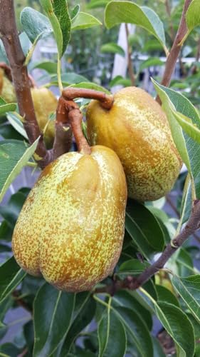 Pyrus communis 'William's' / Poirier William's/Conteneur de 5 à 6 litres/Fruitier