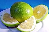 Kejora Fresh Melogold Grapefruits 2 pcs - Mix of Pummelo and White Grapefruit ( ORO BLANCO )