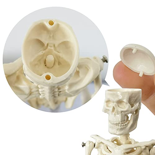 New Horizon 7-PARTTS 21Cm Human Skeleton Model Skeleton Human Model Adult Small Skeleton Teaching Model Spine Whole Body thumb #3