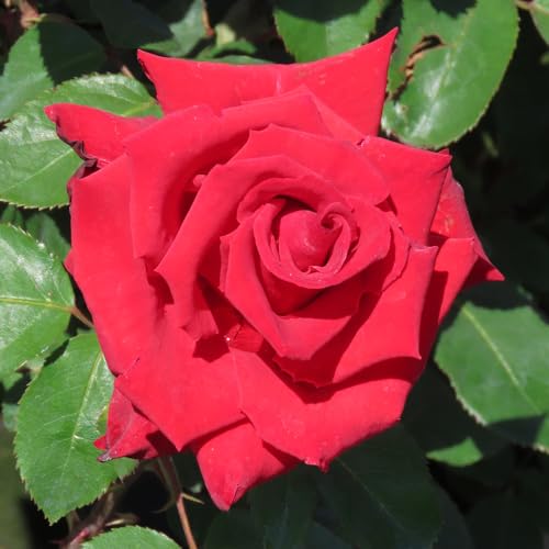 YouGarden Adam's Rose, Established Plant in 3-4 Litre Pot, Ready to Plant Bush Rose for Pots, Beds, or Borders, Deep Red Hybrid Tea Flowers in Summer and Autumn