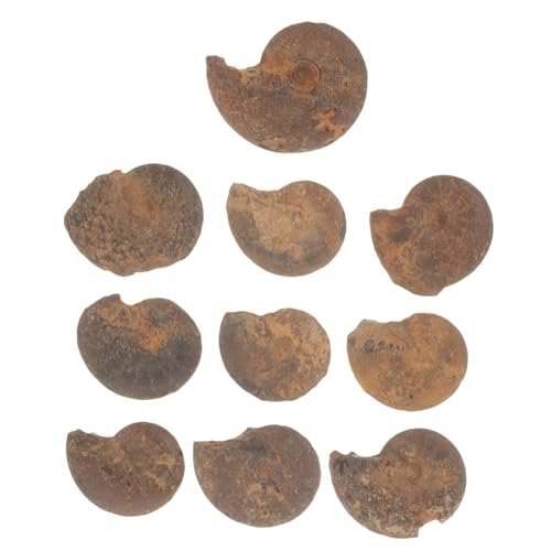 ABOOFAN Pcs Natural Ammonite Specimen Educational Ammonite Model for Boys Decorative Stone for Home Learning