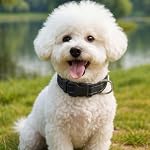 Dog Collar for Small Medium Dogs with Buckle, Breathable Adjustable Nylon Reflective Dog Collars, Black/Medium - Image 2