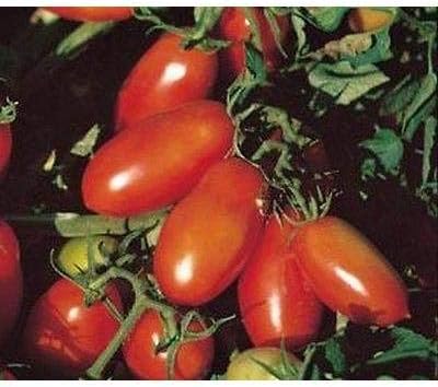 Semillas de tomate San Marzano Bush (paquete de 20 semillas)