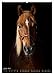 Horses in Portait (Wall Calendar 2026 DIN A2 High), CALVENDO Monthly Calendar: Unique Horse Characters Captured in Elegant Shots (CALVENDO Animals)