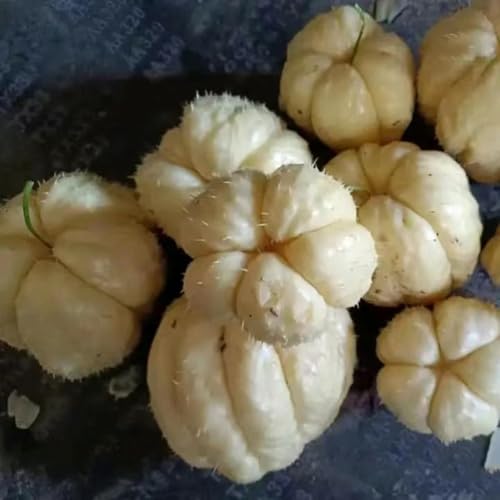 chayote semillas de semillas orgánicas de jardín comprar jardín interior variedades tradicionales invierno 65pcs