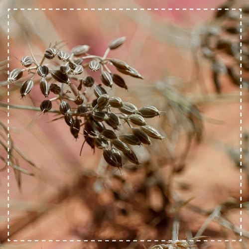 Cumino Organico Intero 500G (2X250G) | Cuminum Cyminum | Qualità Superiore | Confezionato E Controllato In Germania | Biotiva - 2