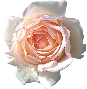 Amazon Co Jp バラ苗 薫乃 かおるの 国産新苗4号ポリ鉢 フロリバンダ Fl 四季咲き中輪 ピンク系 Diy 工具 ガーデン