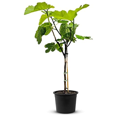Tropictrees Fig tree with a height of 100 cm and a trunk circumference of 4-6 cm. Figs for juice making and as an ingredient for tasty dishes. Fig tree hardy with edible fruits Cover