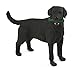 Safari S253429 Best in Show Dogs Labrador Nero Miniature
