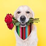 Cinco de mayo dog bandana mexican fiesta triangle dog scarf adjustable accessories for small medium dogs cats pets 8 41npidh3tjl. Sl500. Ss150