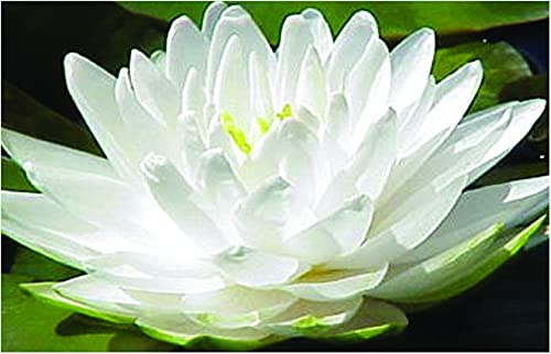 Lincolnshire Pond Plants Ltd - Water Lily - bareroot or with pots and Compost - Live Water Plant Aquatic Pond Lake Marginal (1 x bareroot with Compost and Pot, Selection - White Lily)