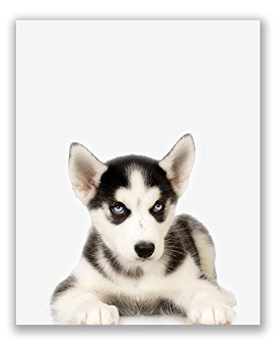 Crystal Canvas Baby Arctic Animals Poster Prints - Set Of 6 (8X10) Adorable Furry Portraits Wall Art Nursery Decor - Siberian Husky - Killer Whale Orca - Arctic Fox - Seal - Penguin - Polar Bear #TOP2