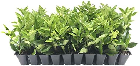 Ligustrum Waxleaf Privet - 3 Live Plants 2" Pot Size - Evergreen Privacy Hedge