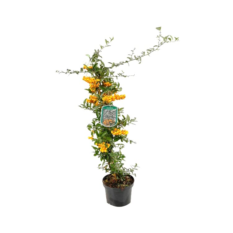Agazzino 'Golden Charmer' 60–80 cm Vaso – Pyracantha 'Golden Charmer' – Bacche gialle decorative