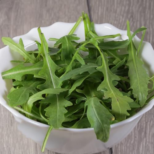 semi di rucola resistenti - rucola, invernali di rucola perenni biologici, regali sostenibili, vecchi 200pcs