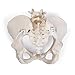 3B Scientific GmbH 1019864 Flexible Female Pelvis Model, Life Size, Bone