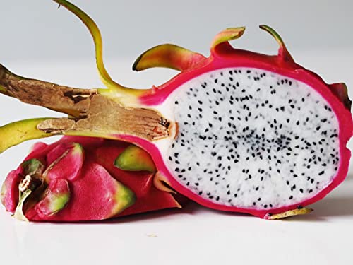 Dragon Fruit Plant Live Pitaya Pitahaya Vietnamese Outdoors 1 Plant Rooted #TOP4