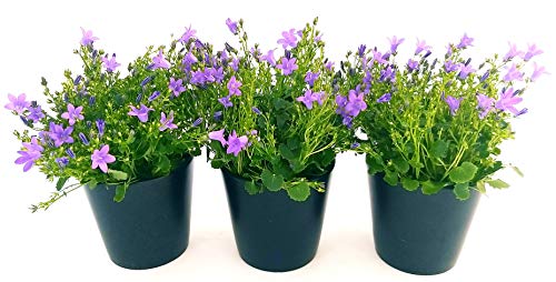 POWERS TO FLOWERS - CAMPANULA CARPATICA BLU, GET ME, 3 PIANTE, piante vere