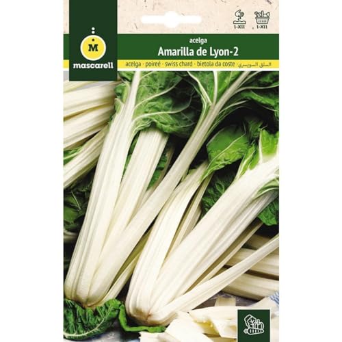 Mascarell Semillas, ACELGA, Semillas Huerto, ACELGA AMARILLA DE LYON 2, Crea tu Propio Huerto Urbano y Cultivo en Casa, Plantas Hortícolas, 10 Gramos