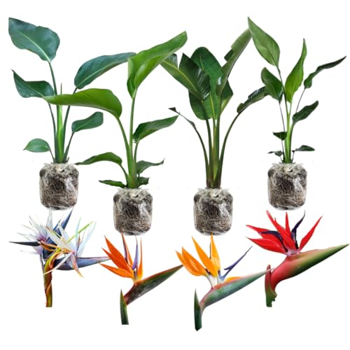 Assorted Bird of Paradise Live Plant, Vibrant Tropical Houseplant Flowers Strelitzia Reginae Size 5 to 9 Inc Tall, No Pot, Well-Rooted, Hardy