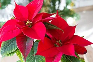 Guruji Plantation Poinsettia Plant Indoor Plant For Home and Garden with Pot (Pack of 1) (Red)