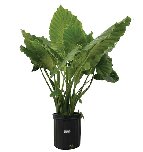 Nature's Way Farms Alocasia California Live Plant 25-30 in. Tall in Grower Pot