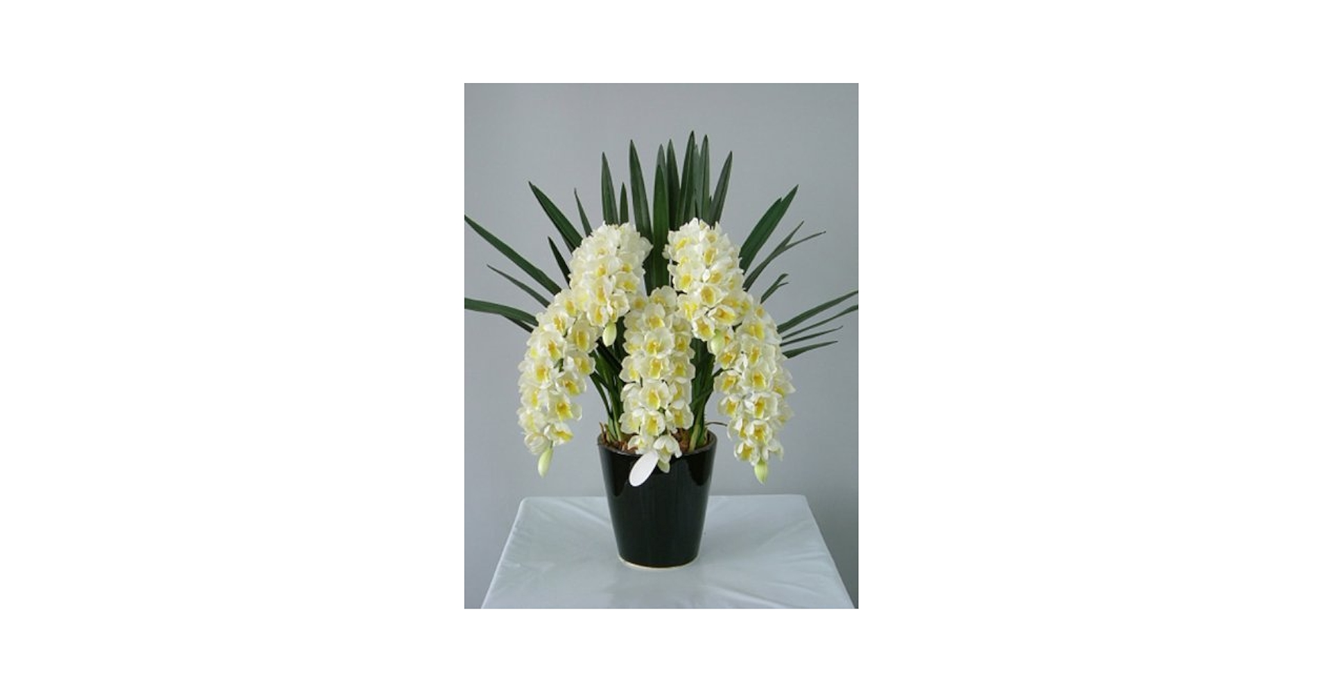 Amazon | シンビジューム 白黄 Sサイズ 5本 光触媒とアミノ酸のダブル